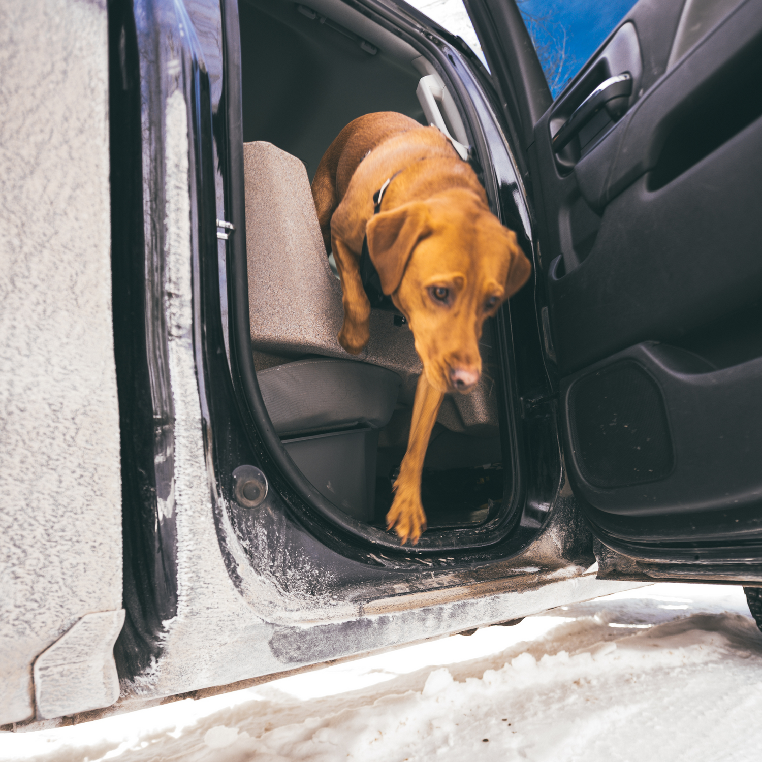 Rear Seat Dog Crate powered by Rubicon Dog™ | Compatible with Under Seat Storage